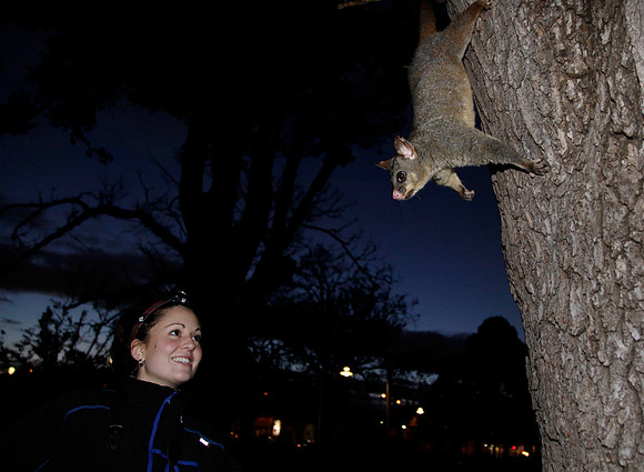 Possum Wars ABC 2013